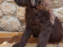 Russian black terrier