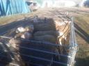 Berrichon du Cher pedigree rams for sale