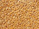 SPECIAL OFFER! Autumn wheat