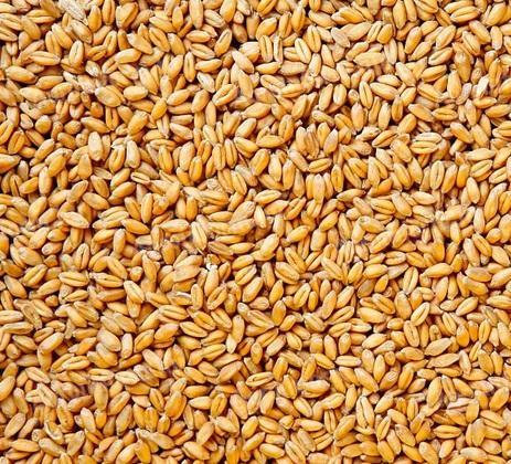 SPECIAL OFFER! Autumn wheat