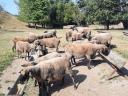 Ewes for sale