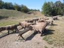 Ewes for sale