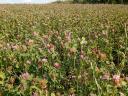 Extra quality clover round bale hay for sale