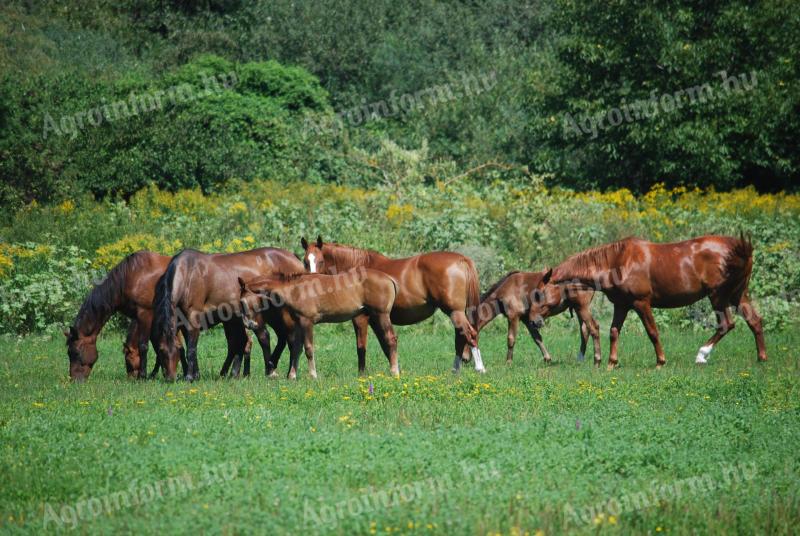 Looking for a groom for a stable in Nyíregyháza