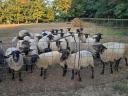 Registered Suffolk ewes for sale in Hajdú-Bihar county