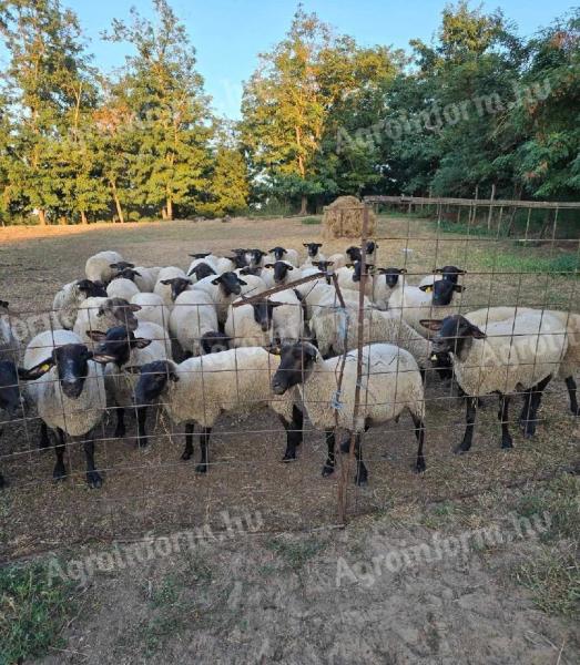 Registrovaná ovca plemena suffolk na predaj v župe Hajdú-Bihar