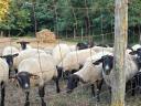 Registered Suffolk ewes for sale in Hajdú-Bihar county