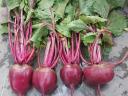 Beetroot