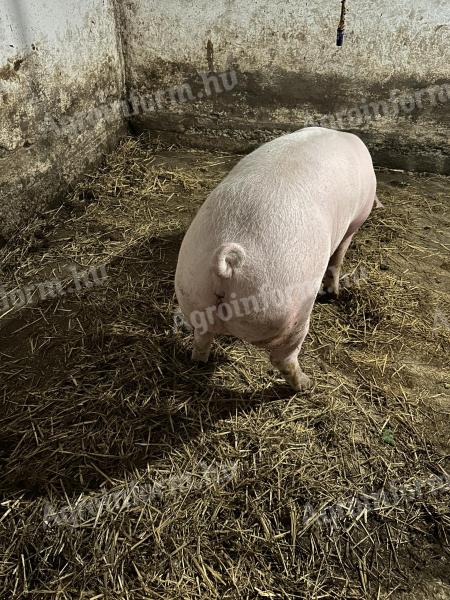 4 Wochen trächtiges Schwein zu verkaufen