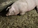 4 week old pregnant pig for sale