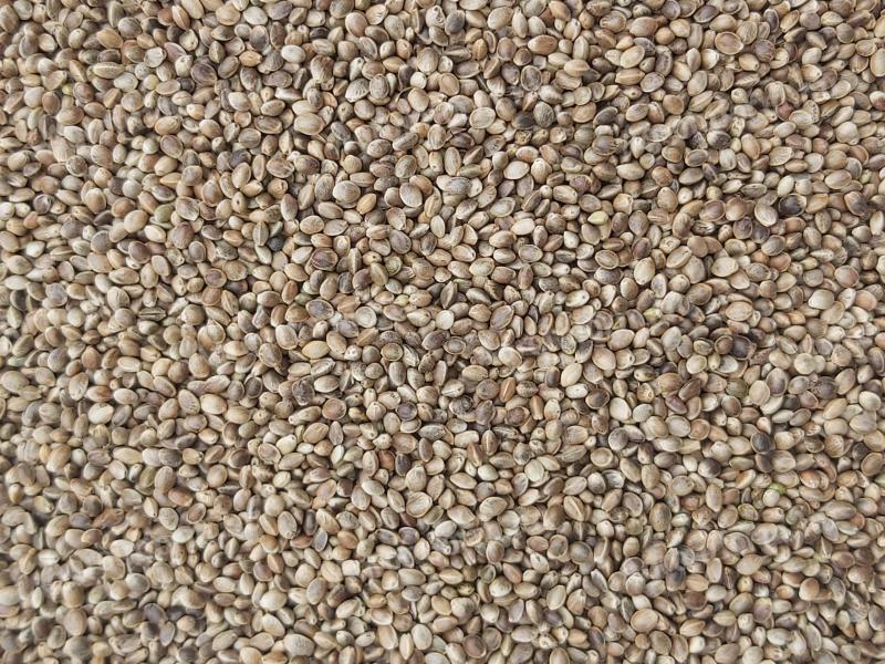 Hemp seeds for sale with postal delivery