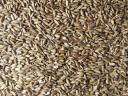 Milk thistle seeds for sale also by post