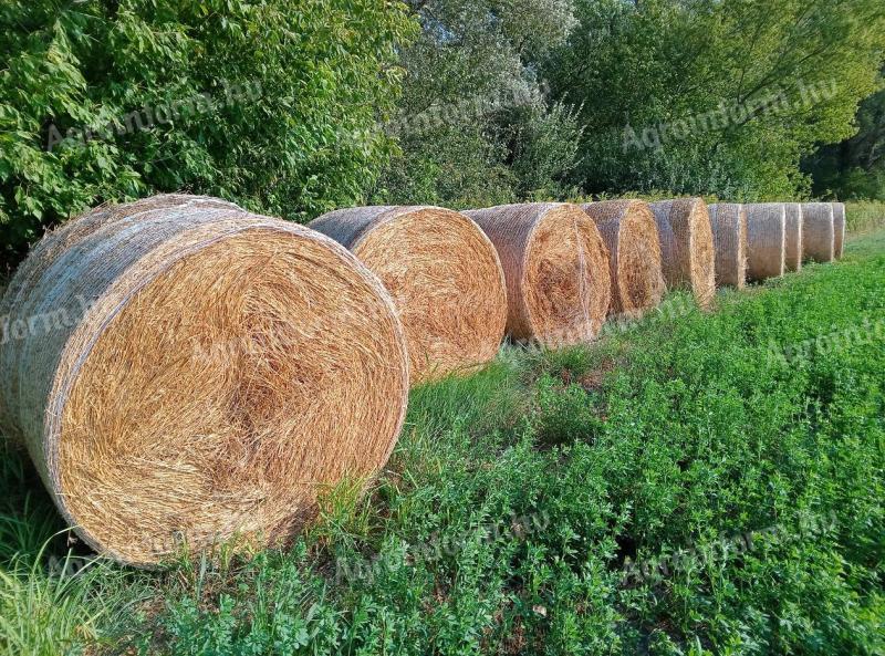 Alfalfa, alfalfa bale, alfalfa seno, organska alfalfa