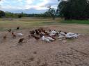 Mallard and mother duck with ducklings for sale