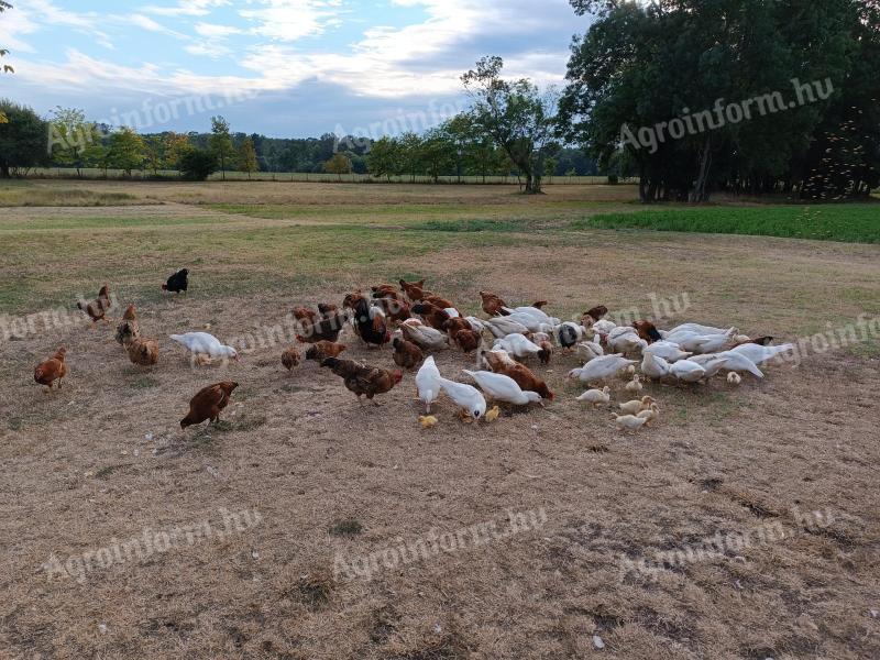 Mallard and mother duck with ducklings for sale