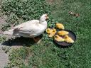 Mallard and mother duck with ducklings for sale