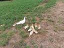 Mallard and mother duck with ducklings for sale