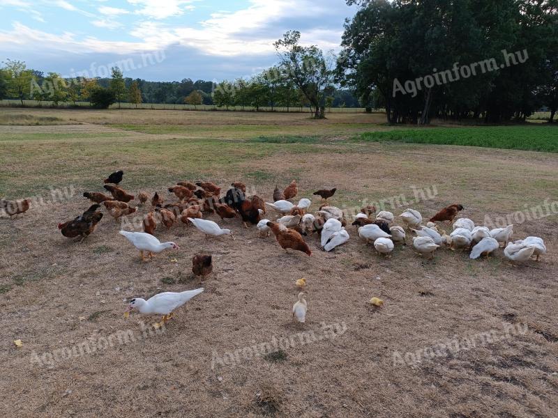 Huhn zu verkaufen