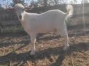 Goats for sale in Bács-Kiskun county