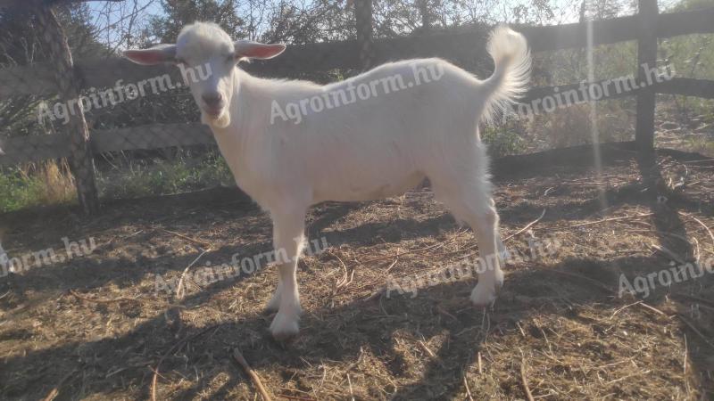 Goats for sale in Bács-Kiskun county