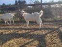 Goats for sale in Bács-Kiskun county