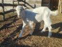 Goats for sale in Bács-Kiskun county