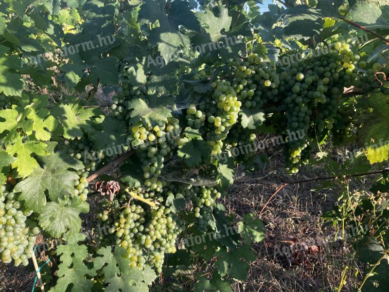 Allium verde din sudul lacului Balaton