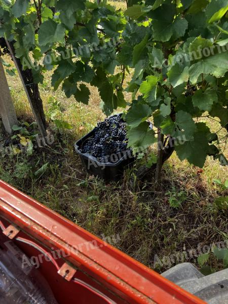 Blue-clawed grapes in Kötče