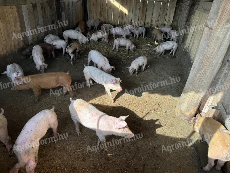 Piglets for sale