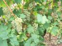 Italian Riesling grapes