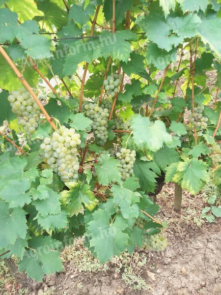 Italian Riesling grapes