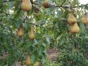 Bosc-Kobak-Birnen zu verkaufen