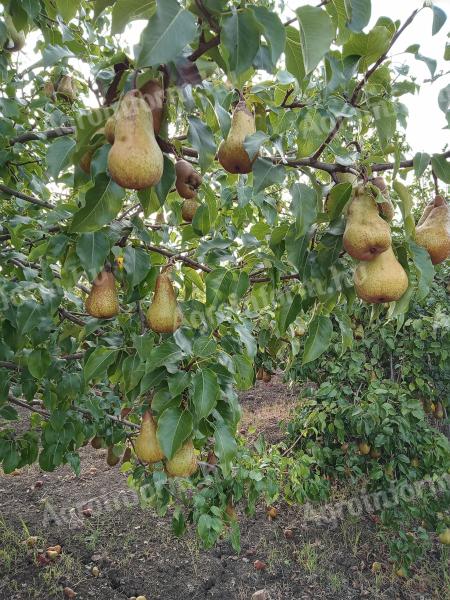 Bosc-Kobak-Birnen zu verkaufen