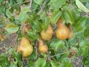 Bosc cobac pear for sale