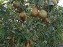 Bosc cobac pear for sale