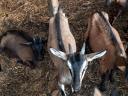 Alpine goat goats