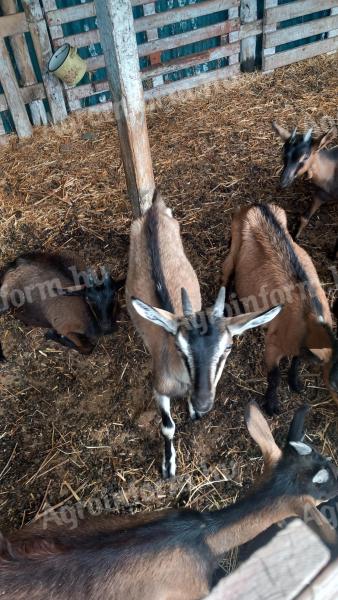 Alpine goat goats