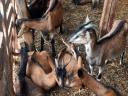 Alpine goat goats