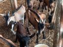 Alpine goat goats