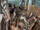 Alpine goat goats