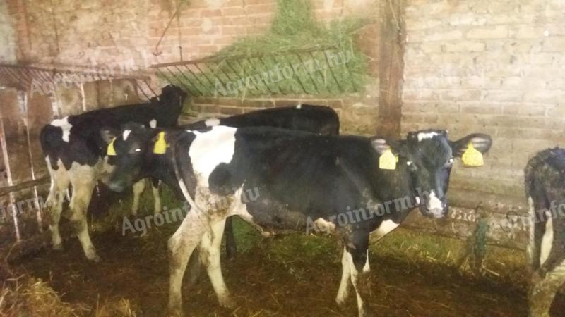 Hf-no-vendék bulls for sale