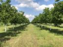 For sale 0,77 ha of walnuts near Gárdony