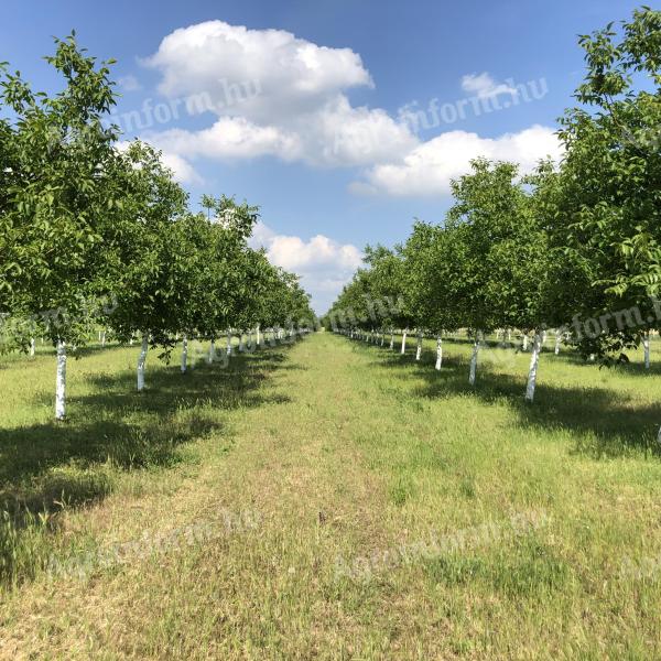 For sale 0,77 ha of walnuts near Gárdony