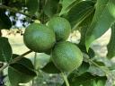 For sale 0,77 ha of walnuts near Gárdony