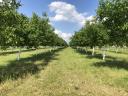 For sale 0,77 ha of walnuts near Gárdony