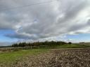 For sale 0,77 ha of walnuts near Gárdony