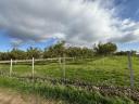 For sale 0,77 ha of walnuts near Gárdony