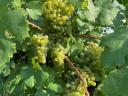 Móron green veltelini and ezerjó wine grapes for sale