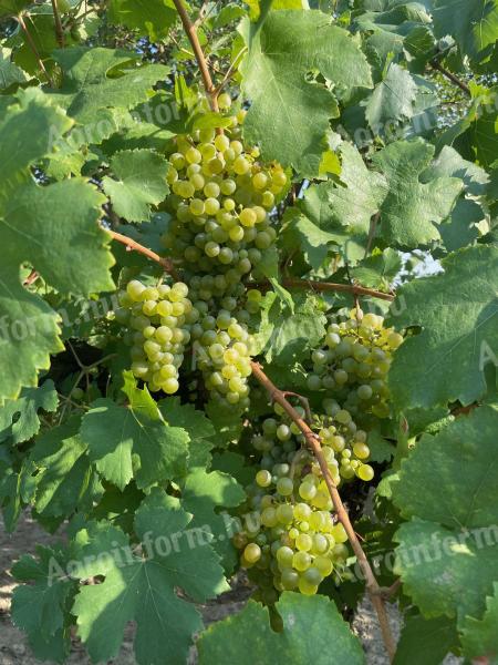 Móron green veltelini and ezerjó wine grapes for sale