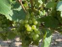 Móron green veltelini and ezerjó wine grapes for sale